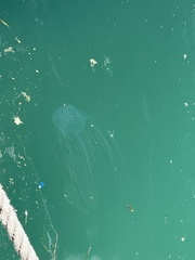 ハブクラゲ