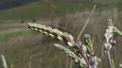 Lupinus excubitus austromontanus