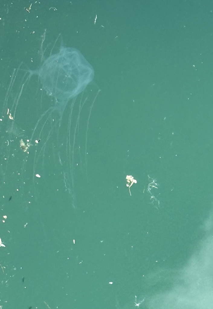 Pale box jellyfish near the surface in Okinawa