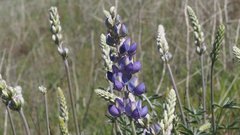 Lupinus excubitus austromontanus