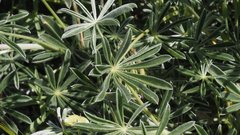 Lupinus excubitus austromontanus