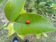 Harmonia axyridis