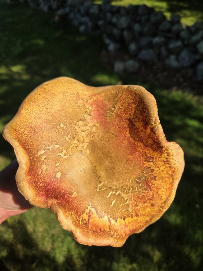 two-colored bolete · July 2026 · photo: Photo: (c) Katerina, some rights reserved (CC BY) · iNaturalist