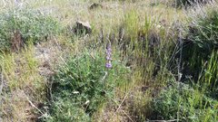 Lupinus excubitus austromontanus