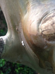 Eriococcus lagerstroemiae