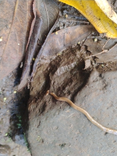 Bipalium kewense observed 2026-07-23