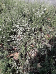 Gypsophila paniculata