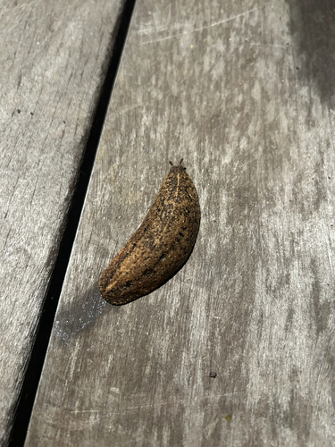 Veronicella cubensis observed 2026-07-21