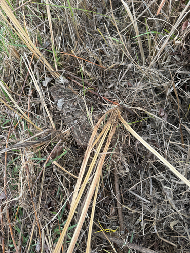 Carex coriacea observed 2026-07-24