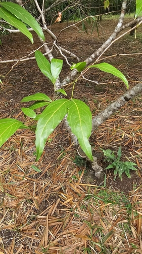 Zygia longifolia observed 2026-07-23