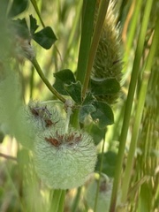 Trifolium pauciflorum