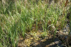 Carex riparia