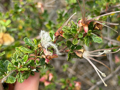 (c) Cody Hinchliff, some rights reserved (CC BY) Purshia plicata, photograph (c) Cody Hinchliff, some rights reserved (CC BY)