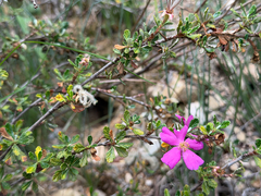 Purshia plicata