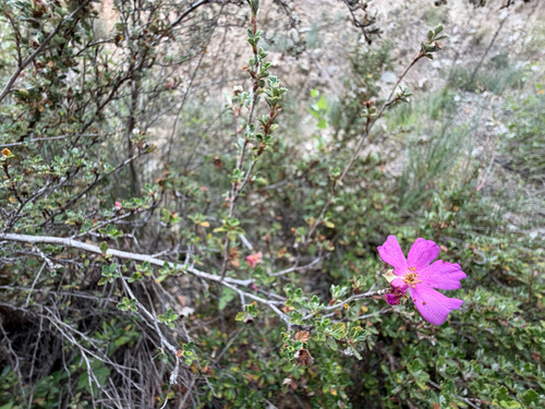 Purshia plicata, photograph 2