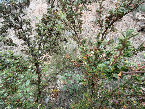Purshia plicata, photograph 3