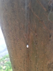 Eriococcus lagerstroemiae