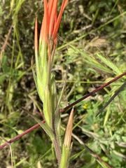 Castilleja minor stenantha