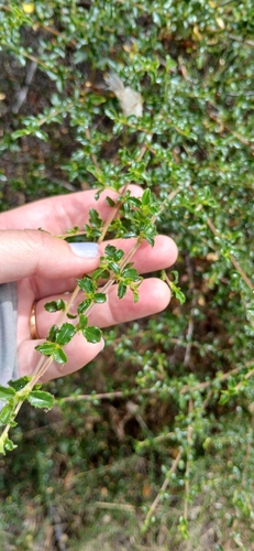 Ceanothus foliosus, photograph 1