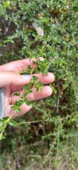 Ceanothus foliosus