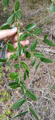 Ceanothus parryi, photograph 1
