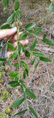 (c) jbradbury, some rights reserved (CC BY) Ceanothus parryi, photograph (c) jbradbury, some rights reserved (CC BY)