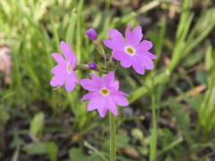 Primula cortusoides