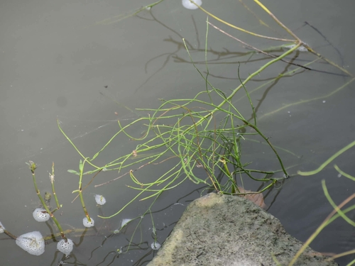 Spiny Chloracantha