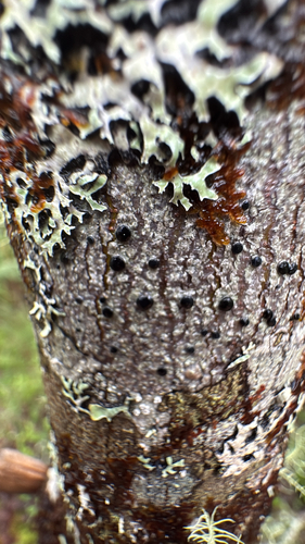 Common Button Lichen