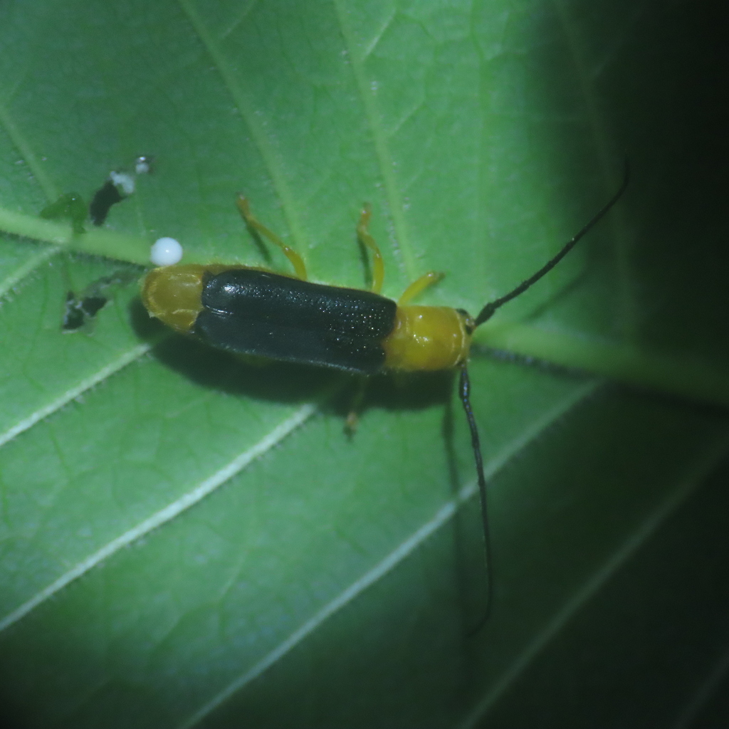 Phaea nigripennis
