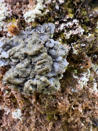 Salted Shell Lichen