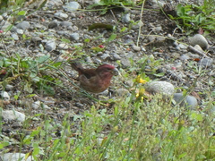 Haemorhous purpureus californicus