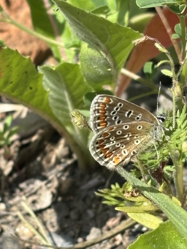 Common Blue photo 6