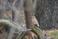 Turdus iliacus