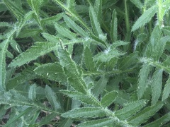 Tracheophyta