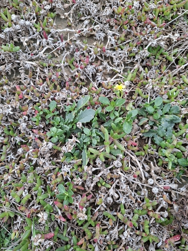 Senecio matatini observed 2026-07-23