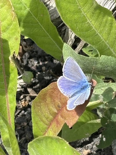 Common Blue photo 3