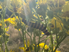 (c) David Elrington, some rights reserved (CC BY) Cinnabar moth