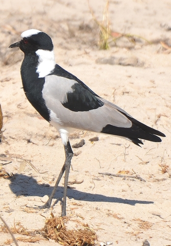 iNaturalist: (c) mnicodemus, some rights reserved (CC BY-NC) iNaturalist image