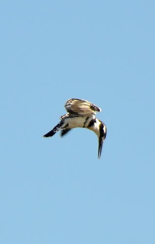 iNaturalist image