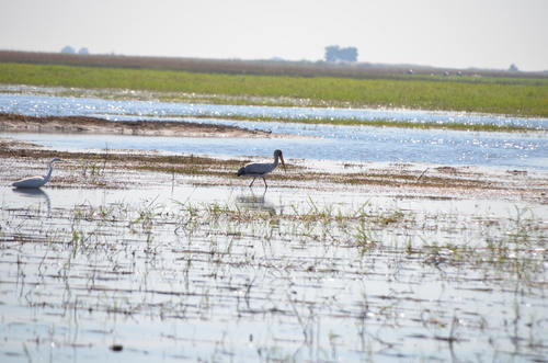 iNaturalist image