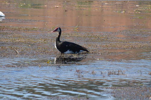 iNaturalist image