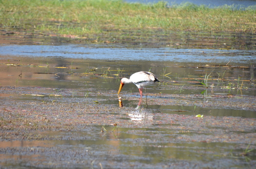 iNaturalist image