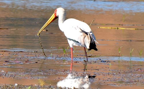 iNaturalist image
