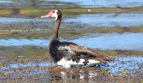 iNaturalist: (c) mnicodemus, some rights reserved (CC BY-NC) iNaturalist image