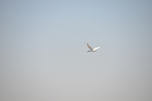 iNaturalist: (c) mnicodemus, some rights reserved (CC BY-NC) iNaturalist image