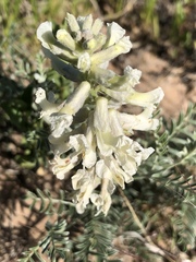 Sophora nuttalliana