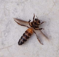 Apis dorsata