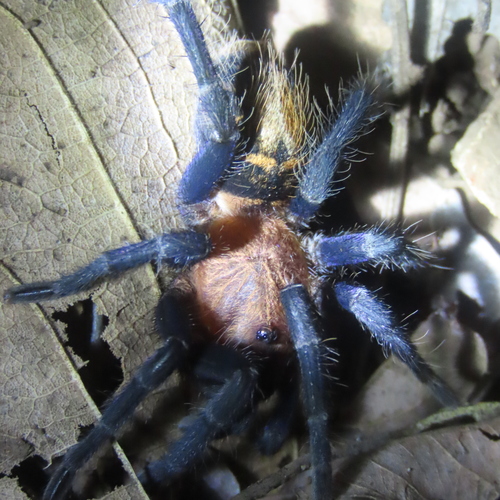 Costa Rican Suntiger Tarantula