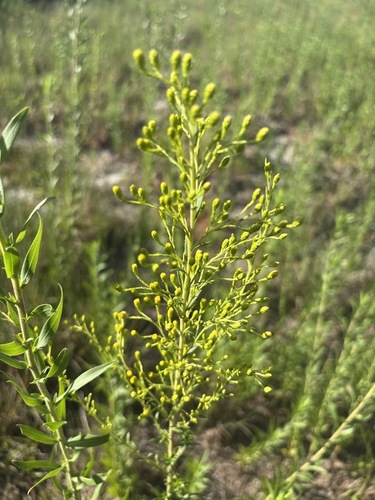 Solidago leavenworthii, photograph 4